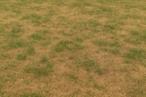 Drought Stress vs. Overwatering: How to Diagnose Texas Lawn Problems