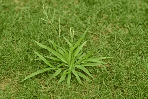How to Control Crabgrass in North Texas Lawns