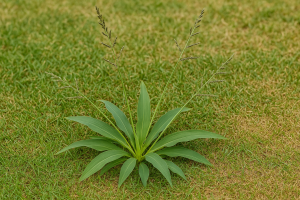 Dallisgrass vs. Crabgrass: Key Differences and Control Tips