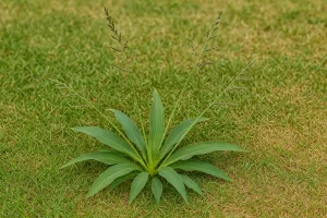Dallisgrass vs. Crabgrass: Key Differences and Control Tips