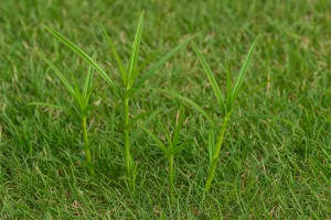 Why Nutsedge (Nutgrass) Keeps Coming Back in Texas Lawns