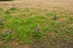 Seasonal Lawn Problems in Texas