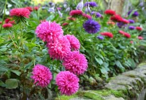 Why Fall Is the Best Time to Plant Perennials in Texas