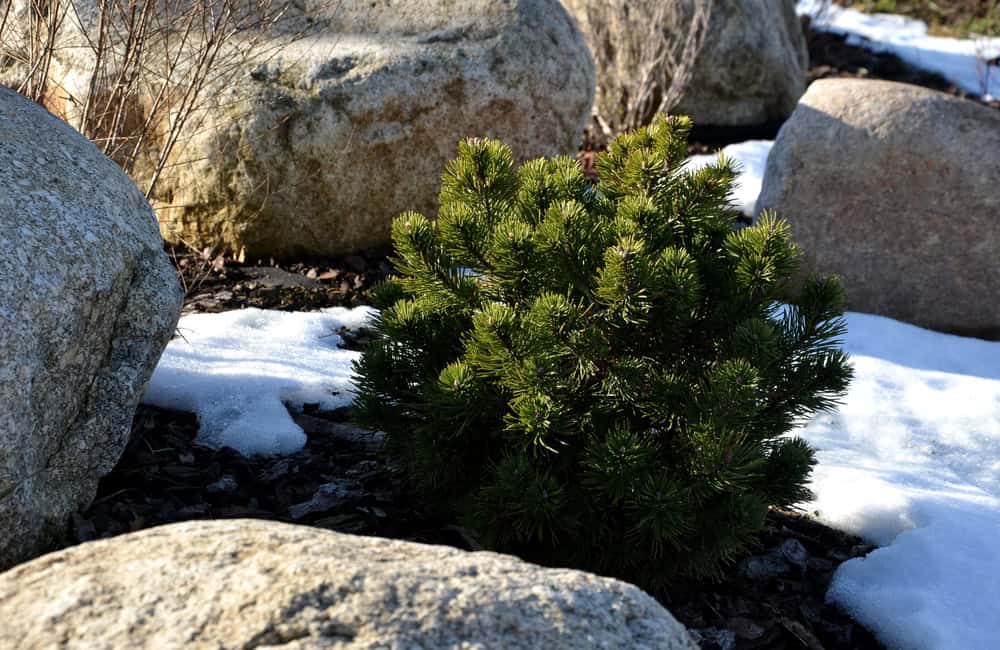 conroys-lawn-landscape-winter-mulching-tips-flower-beds-north-texas conroys-lawn-landscape-winter-mulching-tips-flower-beds-north-texas
