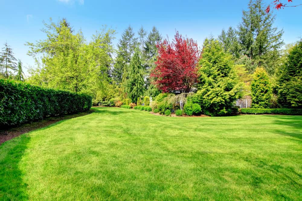 conroys-lawn-landscaping-fertilization-weed-control-keller-tx-photo5