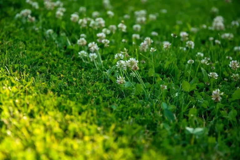 Seasonal Weed Prevention Schedule for North Texas Lawns