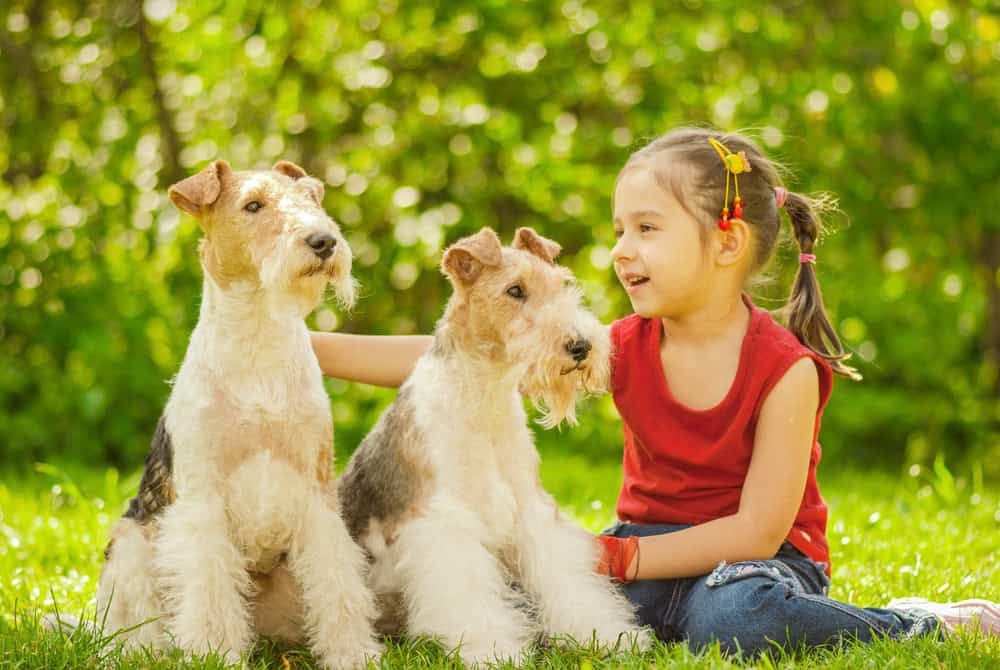 conroys-lawn-landscaping-pet-waste-removal-keller-tx-photo5 conroys-lawn-landscaping-pet-waste-removal-keller-tx-photo5