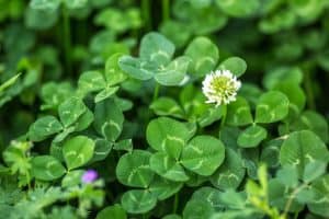 Clover in Texas Lawns: Harmless Groundcover or Problem Weed?