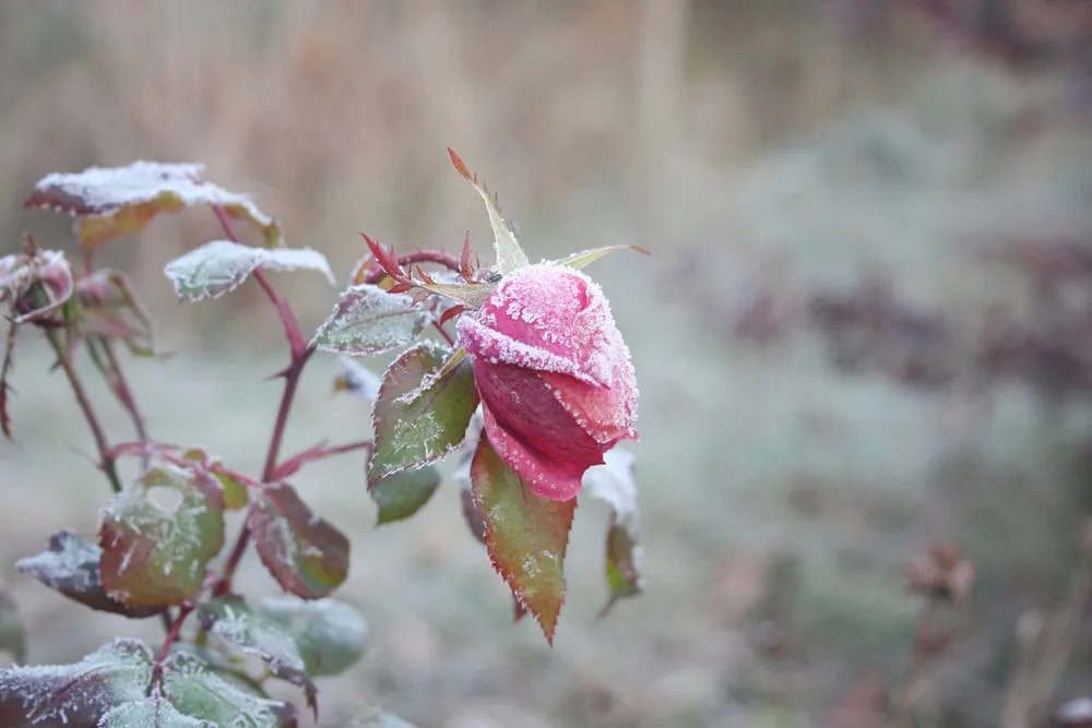 December Warm Spells & Landscape Stress in North Texas