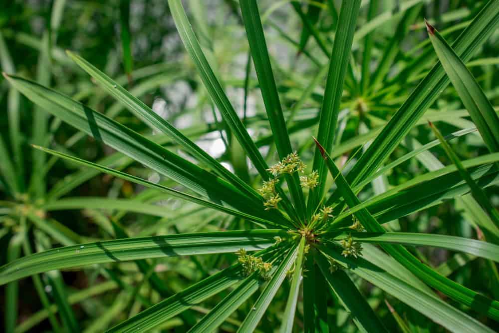 Early Summer Weeds Texas | Prevent Weeds Warm Season