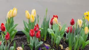 April Flower Bed Refresh Checklist for North Texas