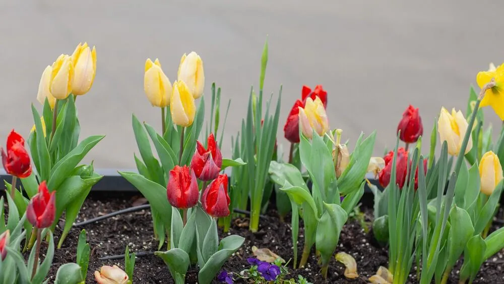 flower-bed-refresh-april-conroys-lawn-landscape