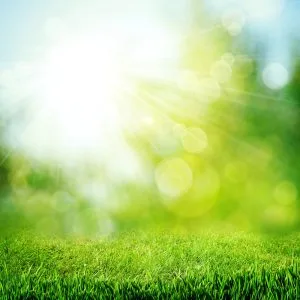 Prepare Lawn for Summer Texas | Heat-Ready Landscaping Guide