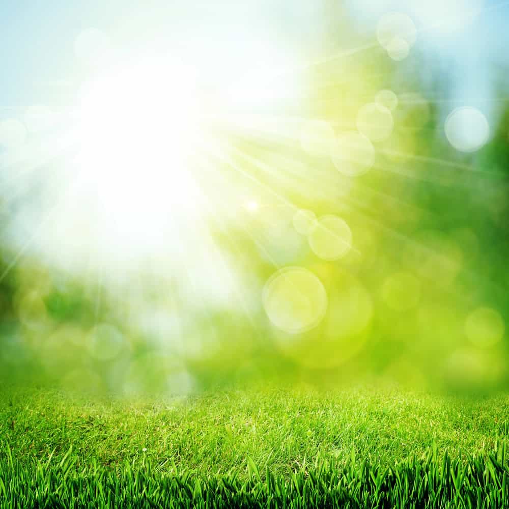 prepare-lawn-summer--texas-heat-ready-landscaping-guide