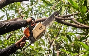 Tree Trimming and Removal