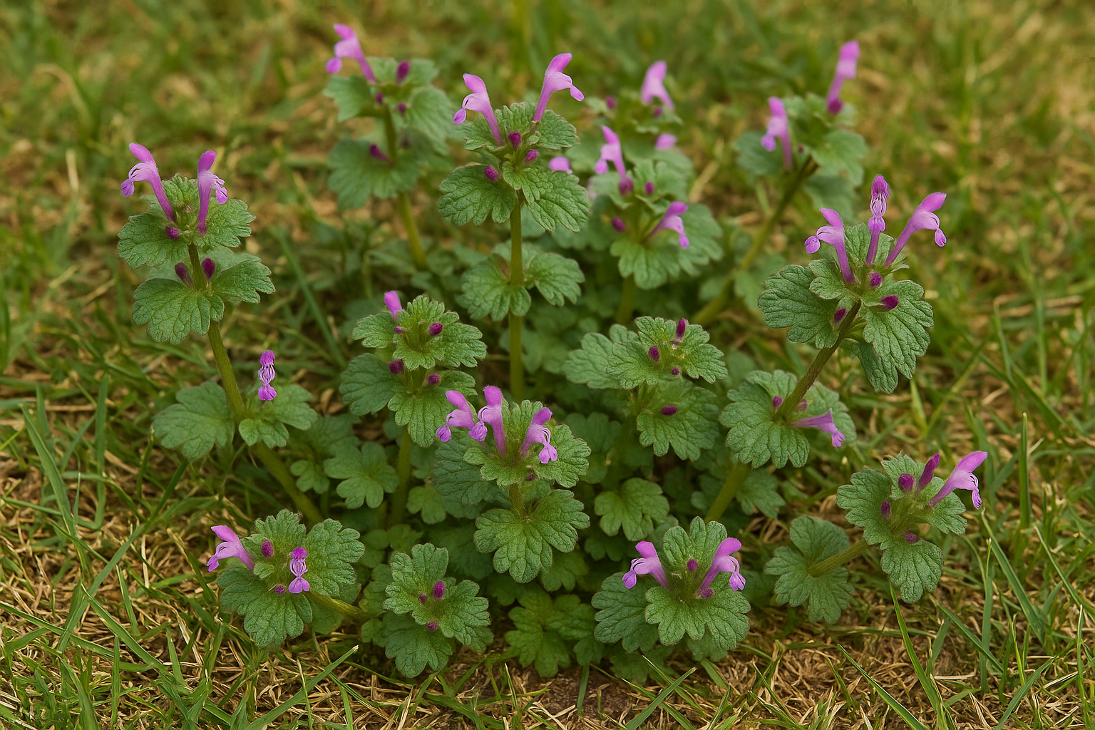 conroys-lawn-landscape-texas-weed-identification-guide-henbit
