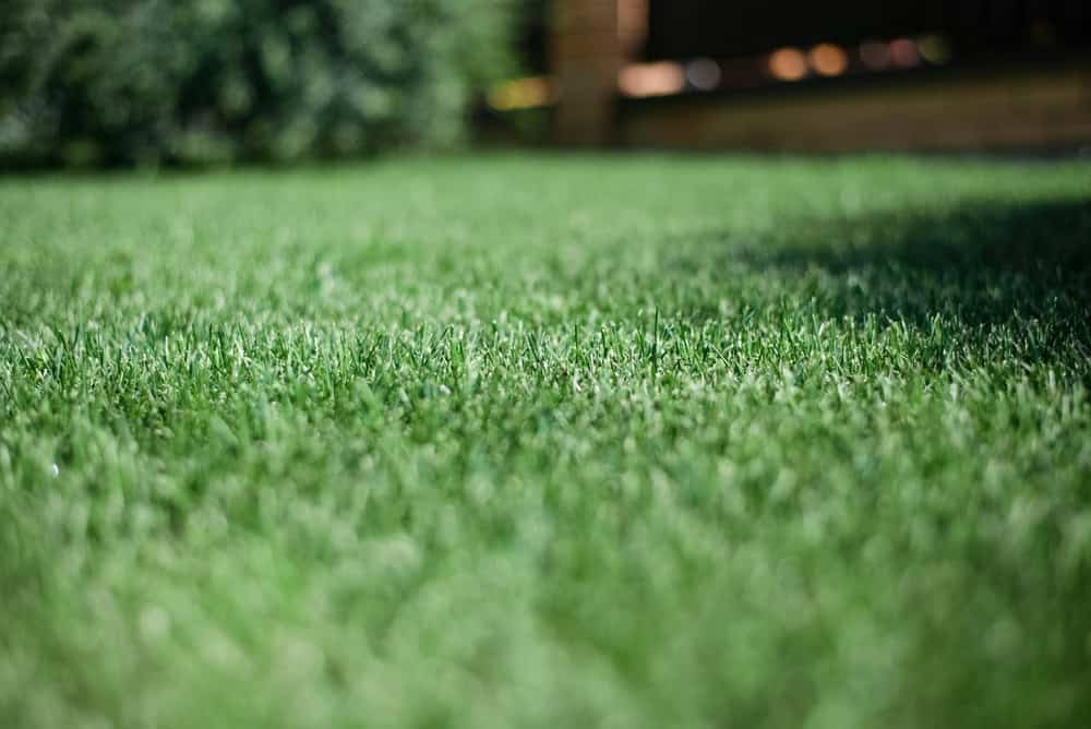 conroys-lawn-landscaping-fertilization-weed-control-keller-tx-photo4 conroys-lawn-landscaping-fertilization-weed-control-keller-tx-photo4