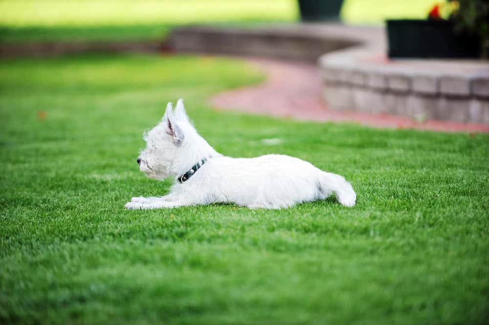 conroys-lawn-landscaping-pet-waste-removal-keller-tx-photo1