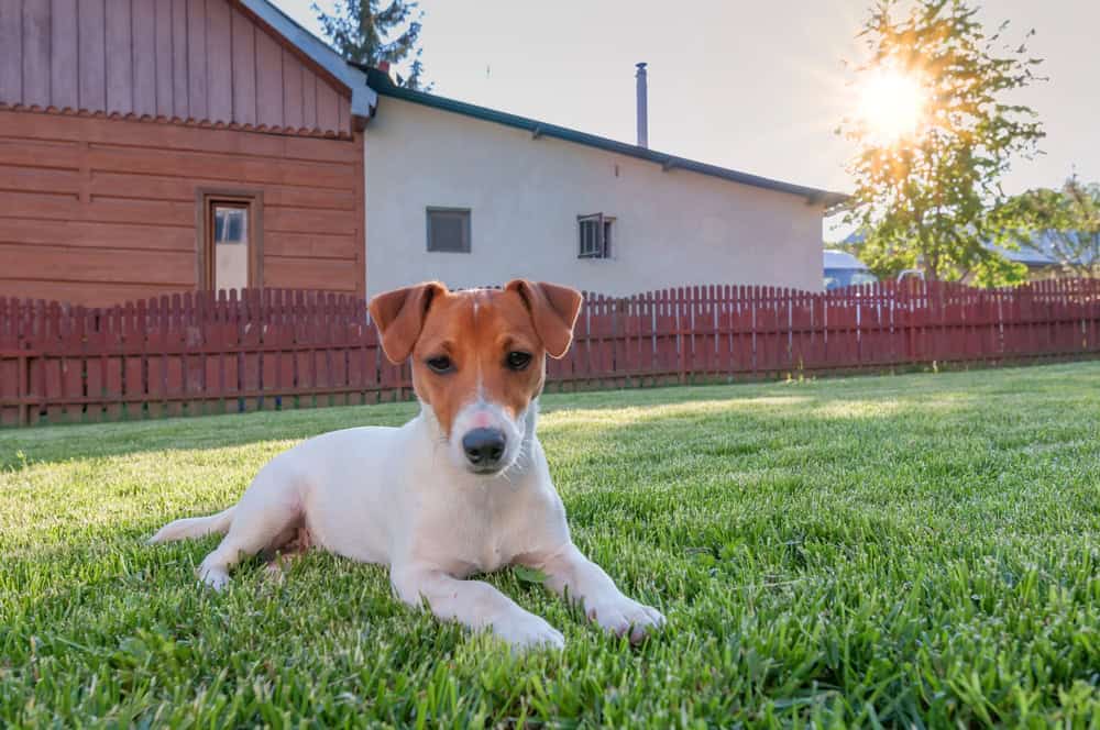 conroys-lawn-landscaping-pet-waste-removal-keller-tx-photo3