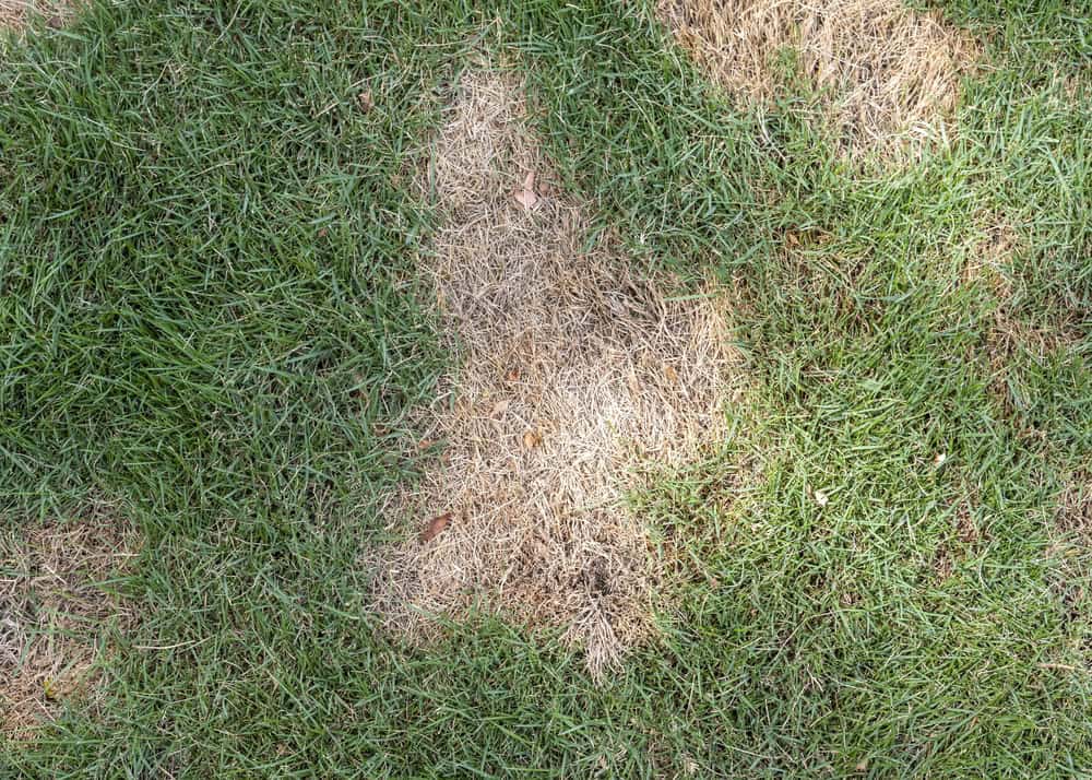 identifying-brown-spots-in-lawns